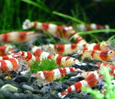 賀寶芙,甲殼生物